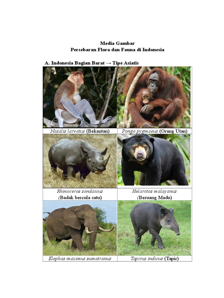 58 Gambar Flora Dan Fauna Indonesia Bagian Barat Terbaru
