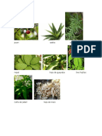 Plantas Medicinales Imagenes