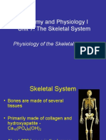 Anatomy Unit 7 - Physiology of The Skeletal System