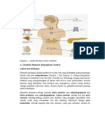 Glandulae Endocrine