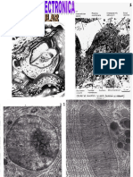 Microscopia Electronica