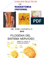 Filogenia Del Sistema Nervioso