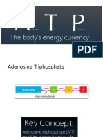 atp and food fuels