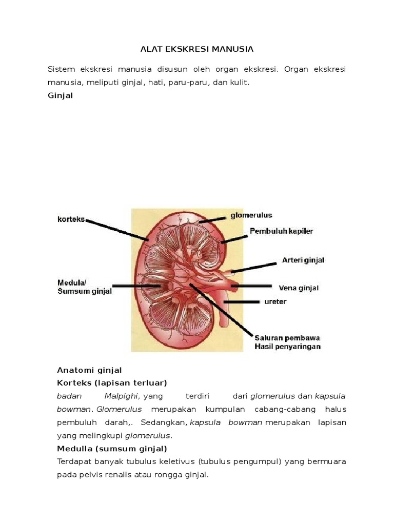 Download 62 Koleksi Gambar Ginjal Hati Kulit Keren HD