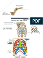 Huesos y Articulaciones Del Cuerpo Humano