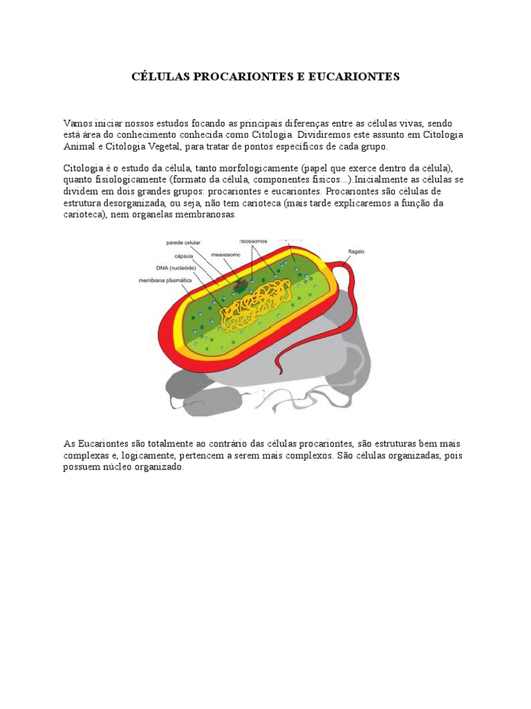 Diferenças entre Células Procariontes e Eucariontes | PDF | Lisossoma ...