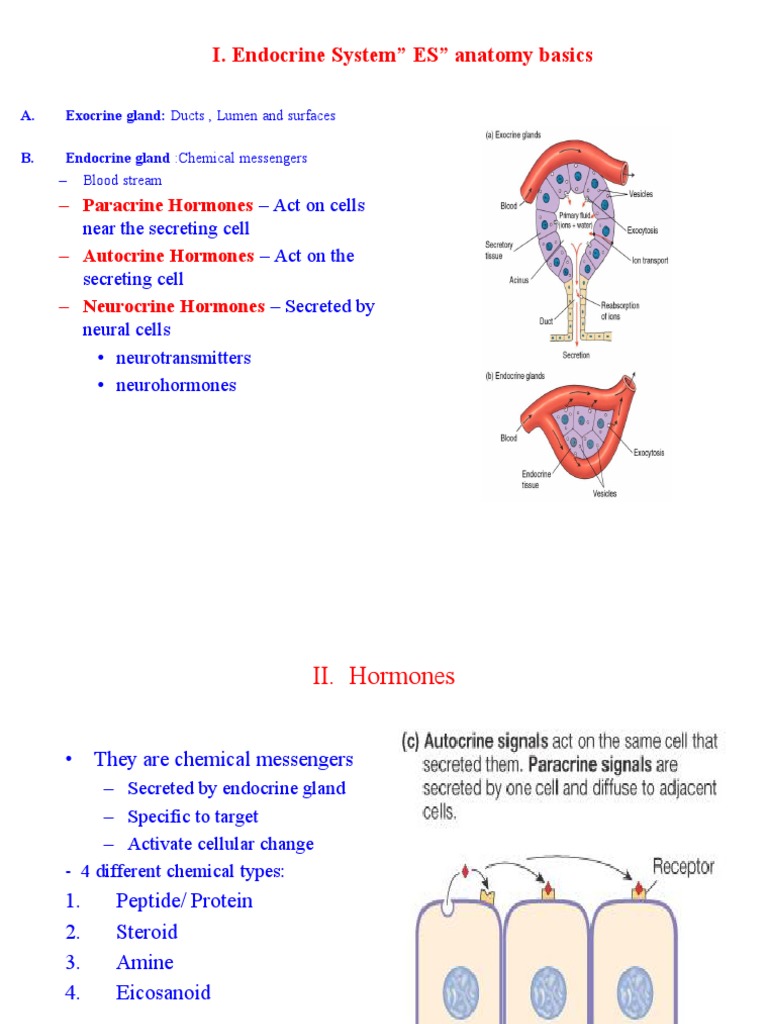 Endocrine System Overview and Hormones | PDF | Luteinizing Hormone ...