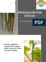 Propagación Por Estacas