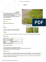 Batis maritima - Useful Tropical Plants.pdf