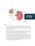 The Urinary System