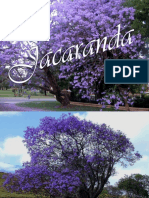 Jacaranda-Adriana Pps