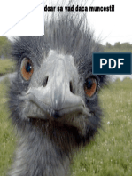 !!!! Emu