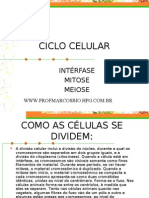 Biologia PPT - Ciclo Celular