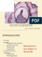 1 Odontogenesis