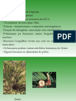 Biologia PPT - Botânica - Gimnospermas 03