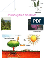 Biologia PPT - Botânica - Introdução