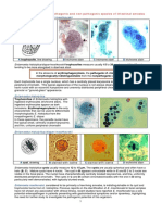 Intestinal Amoeba Morphology