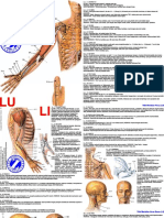 Acupuncture Points