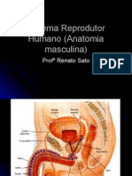 Biologia PPT - Sistema Reprodutor Humano (Anatomia Masculina)