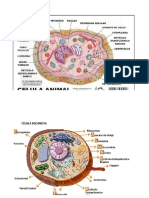 base de celula animal.docx