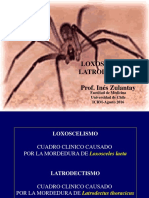 Loxoscelismo y Latrodectismo: Cuadros clínicos causados por mordeduras de arañas