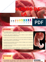 Diapositivas Etapas Del Embrion 7 y 8 Sem