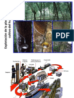 Explotación de La Plantación de Hule.