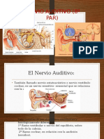 Nervio Auditivo (8º Par)