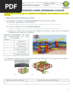 Actividades Célula y Membrana