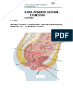 ANATOMIA DEL APARATO GENITAL FEMENINO.docx