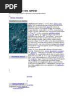 Download 78662277-Staphylococcus-Aureuspdf by cindyamanda SN320995351 doc pdf