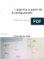 Sintesís de Arginina a Partir de Cetoglutarato