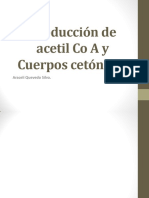 Producción de Acetil Co a y Cuerpos Cetónicos (1)Final