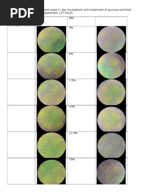 6 Well Plate