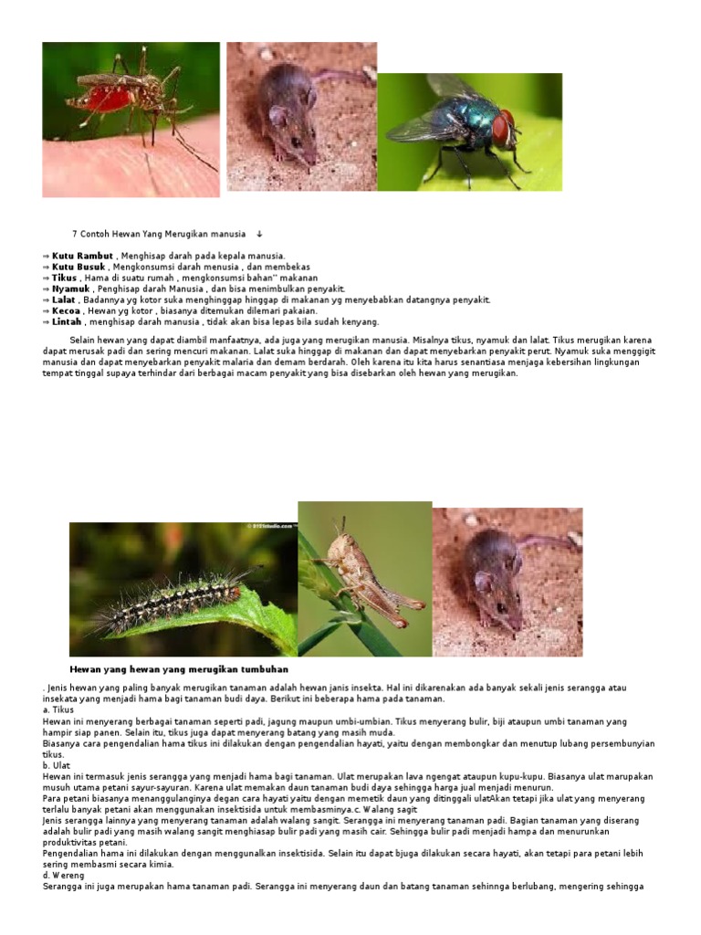 Gambar Inilah Serangga Sebaiknya Ternak Ladang Hoverflie Pemangsa Hama