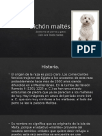 Bichón Maltés