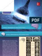 Sistema Nervioso-Anatomia Maso