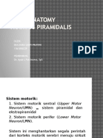 NEURO ANATOMY Trak Pyramidalis 