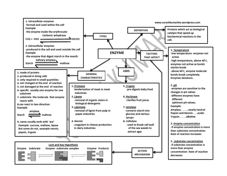 Enzyme Notes PDF