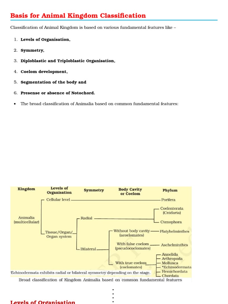 Basis For Animal Kingdom Classification PDF Sponge Vertebrates