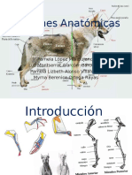 Regiones Anatómicas Presentacion