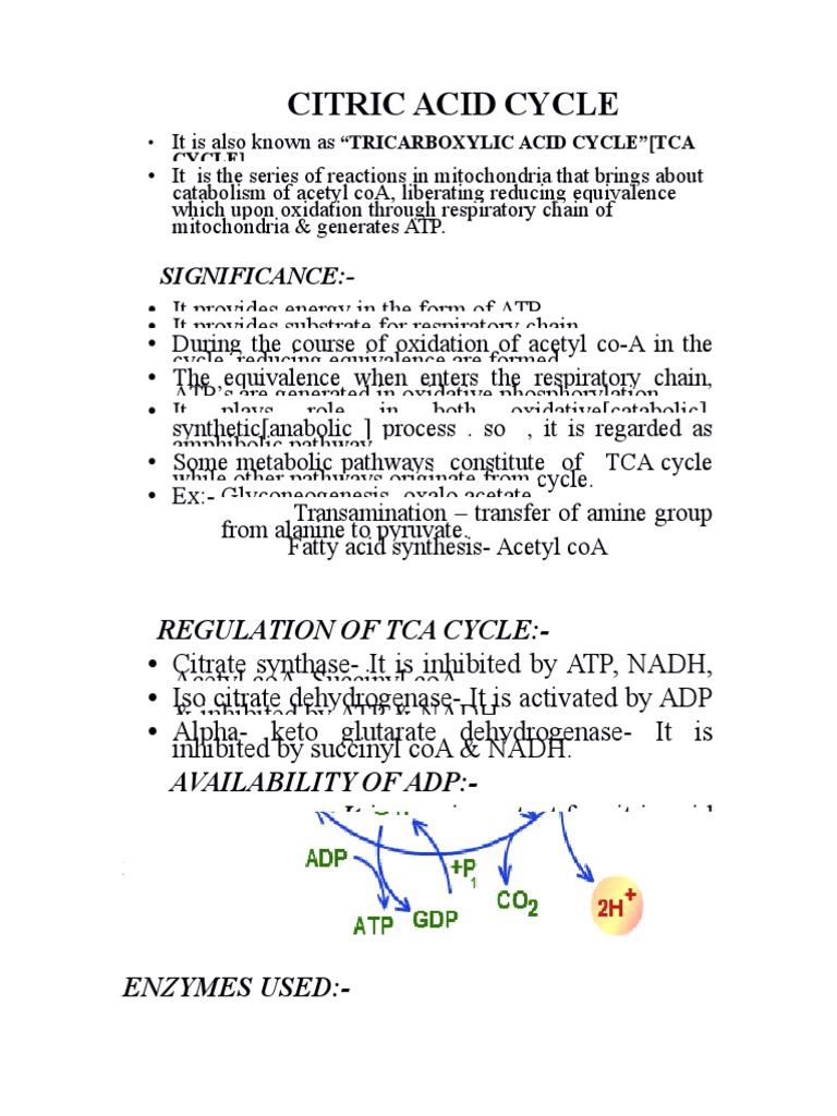 Overview of the Citric Acid Cycle | PDF