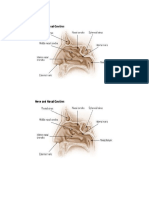 Digestive System