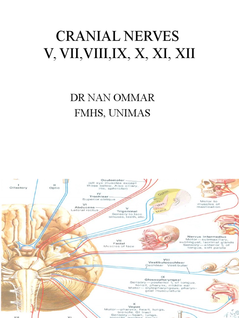 Overview of Cranial Nerves V-XII | PDF | Vagus Nerve | Human Anatomy