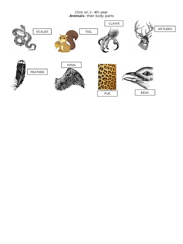 Claws Antlers: Animals: Their Body Parts | PDF | Birds | Paravians
