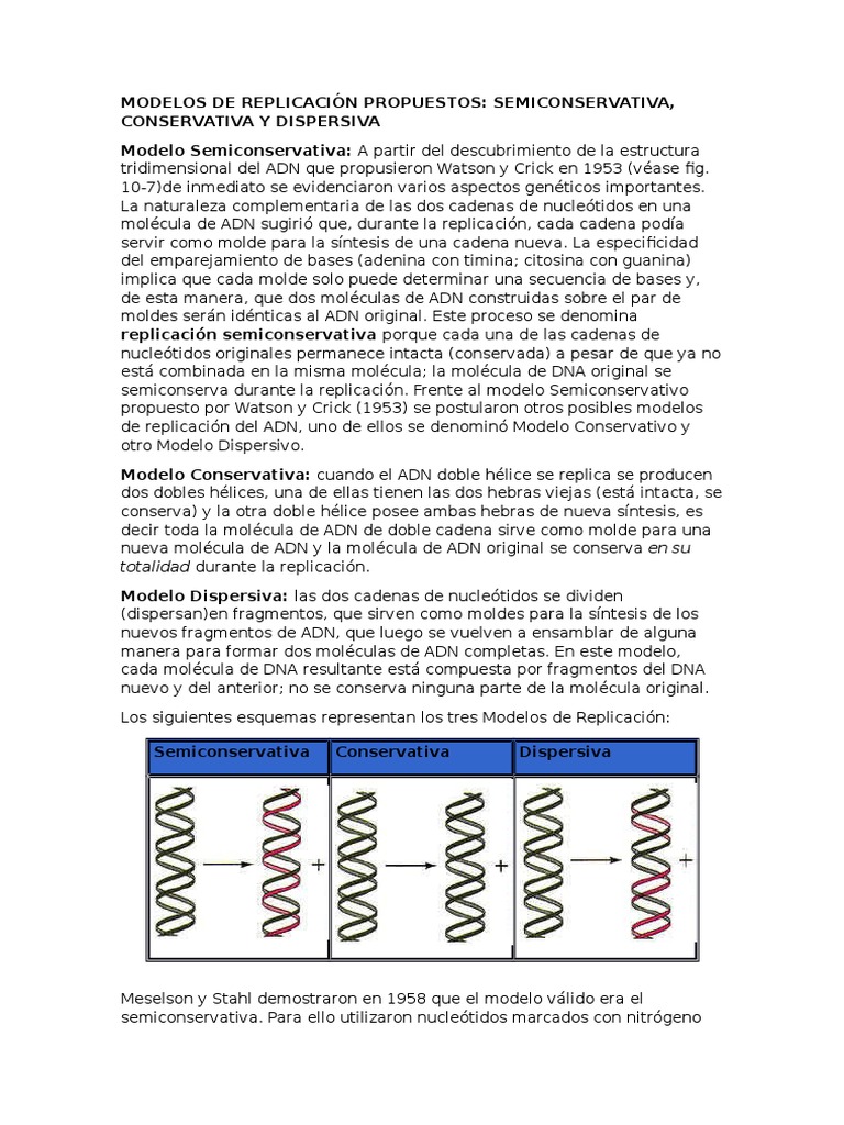 Modelos de Replicación del ADN | PDF | Replicación De Adn | Adn