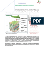 23. Absorcion de nutrientes en fertilizacion foliar.pdf