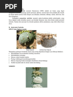 Download Kliping Narkoba by Tafta Na Ei SN321630149 doc pdf