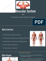 Muscular System