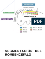 Señalización Molecular Encéfalo